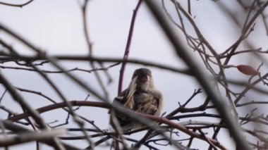 Serçe, Passer domesticus, tüylerini temizler ve düşmanlarını kollar.