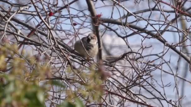 Huismus, Passer domesticus in boomtakken kijkt in de camera — Stockvideo