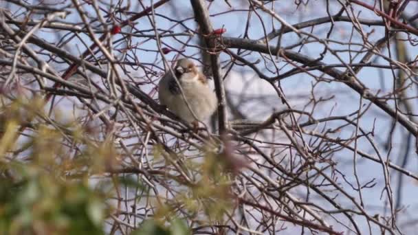 Dům vrabců, Passer domesticus, třese sebou a svým peřím. — Stock video