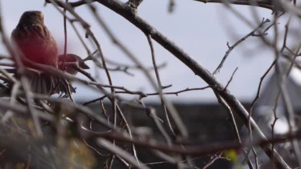 Dva vrabci domu, kolemjdoucí domesticus, poskakují kolem větví stromů zpomaleným pohybem. — Stock video