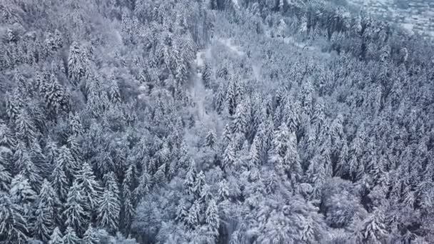 Inclinare tiro aereo sopra boschi innevati e stagno ghiacciato in Svizzera — Video Stock