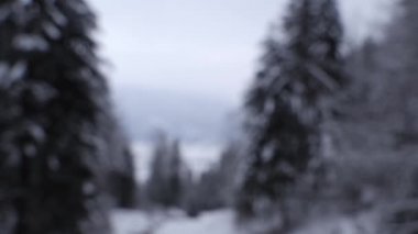Karlı ormanın arka planında kar taneleri odak noktasına düşüyor..