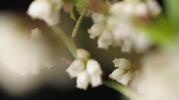 Macro glijden mooie witte bosbessen bloesem, met zachte focus. — Stockvideo