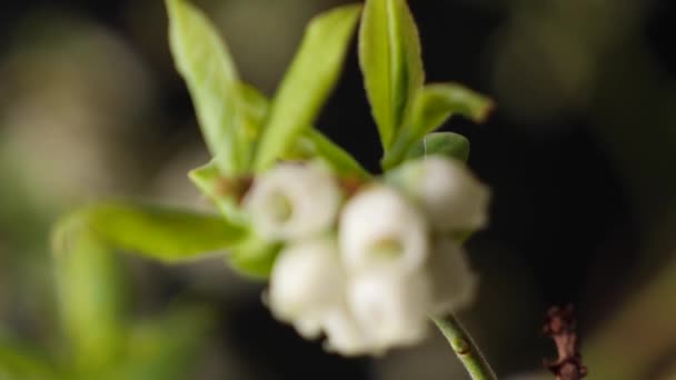 Macro para trás dolly definindo flor de mirtilo branco em foco — Vídeo de Stock