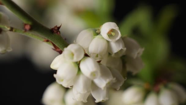 Macro dia op mooie witte Vaccinium myrtillus bloesem — Stockvideo