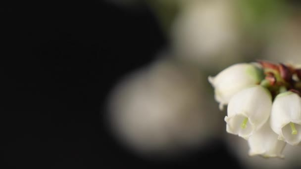 Corrediça direita revela bela flor Cyanococcus branco — Vídeo de Stock