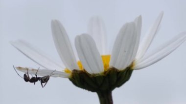 Daisy against background with a black ant hanging on the flower.