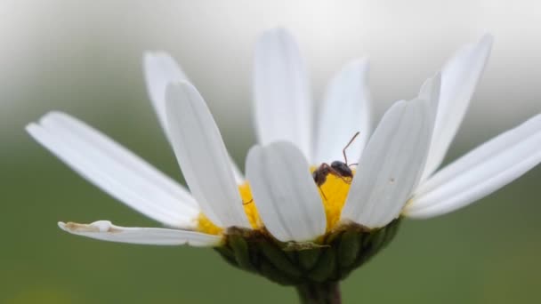 Makró százszorszép virág fúj a szélben, hangya mászik jobbra. — Stock videók
