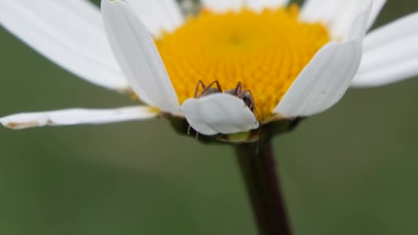 Formiga marrom rastejando em uma flor margarida em câmera lenta, vento soprando. — Vídeo de Stock