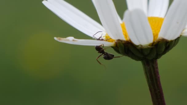 Formicidae hanging on a Bellis perennis and drinking nectar. — Vídeo de stock