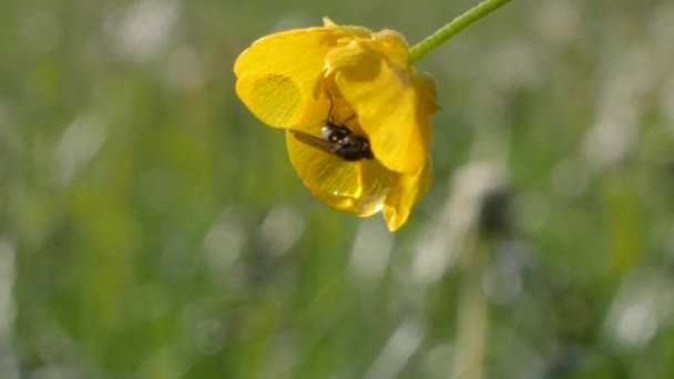 Fly sitting on a sharp buttercup flower and is blowing in the wind in slowmo. — Stock Video