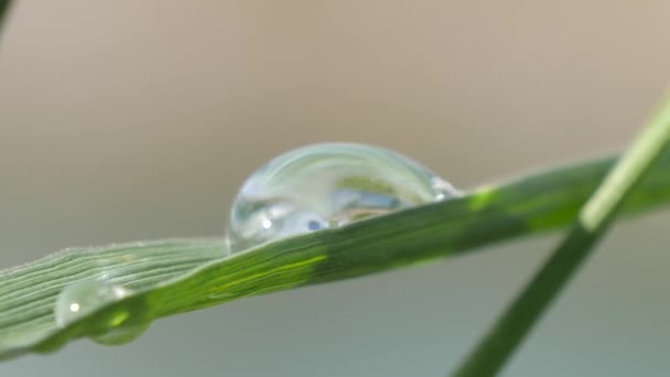Macro gota de agua en una hoja de hierba, cámara lenta, enfoque suave. — Vídeo de stock
