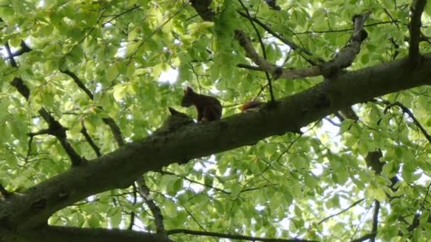 Grande tiro de um esquilo europeu saltando de uma árvore, fora do quadro. — Vídeo de Stock