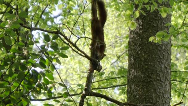 Sciurus vulgaris klatrer ned en gren av treet først.. – stockvideo