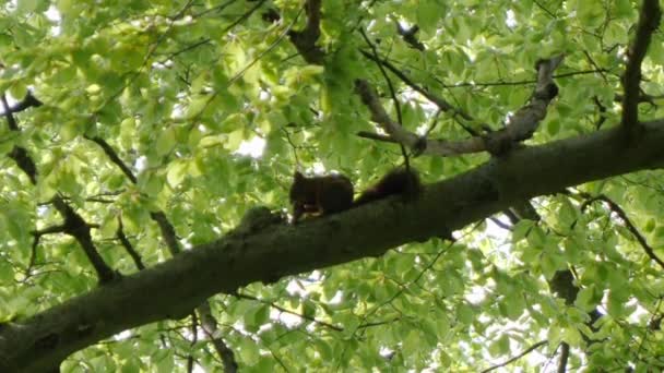나뭇가지에 앉아 느린 동작으로 견과를 먹는 다람쥐. — 비디오