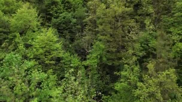 Ascesa aerea, inclinazione verso il basso abbattuto sulle cime degli alberi in una foresta verde. — Video Stock