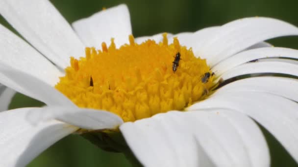 Piccole zanzare strisciano su un bellissimo fiore di margherita, — Video Stock