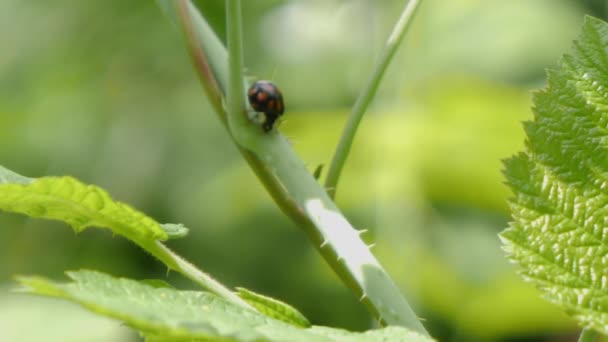 Inverted ladybug crawling in the forest, slow motion. — 图库视频影像