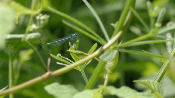 Majestuosa libélula azul sentada en una rama y volando en cámara lenta. — Vídeos de Stock