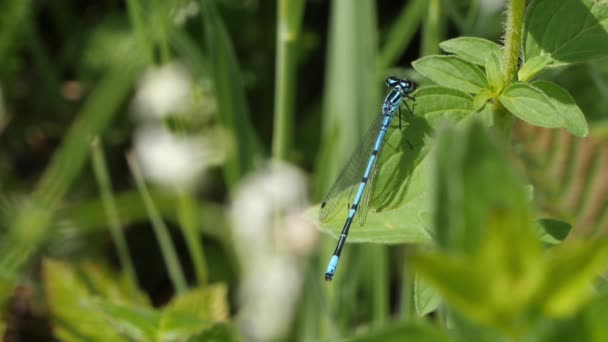 Grande libellula blu che vola via al rallentatore. — Video Stock