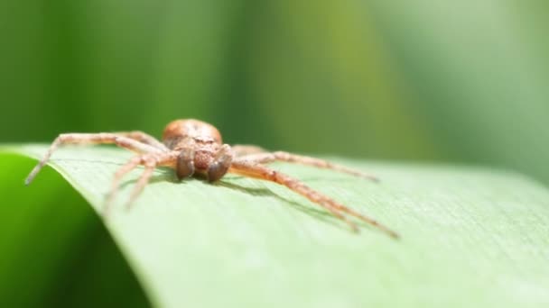 Lenyűgöző pók a zsákmányát leselkedő kalászon.. — Stock videók