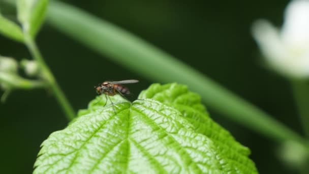 Mouche rouge marchant et volant sur une feuille verte dans les bois. — Video