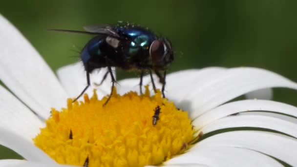 Extreme close up of a green fly sucking out nectar of a daisy flower — стоковое видео