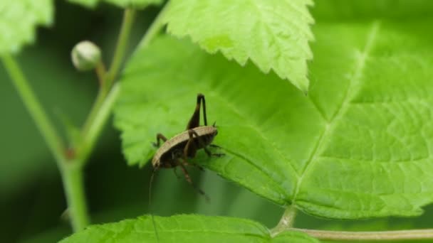 Orthoptera, grillo marrón arrastrándose por una hoja y fuera de marco. — Vídeos de Stock