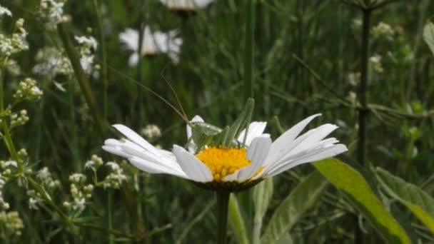 Medium skud grøn løvhytte hviler på en daisy blomst. – Stock-video