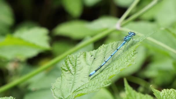 Hermosa libélula azul sentada sobre una hoja verde limpiando sus ojos. — Vídeos de Stock