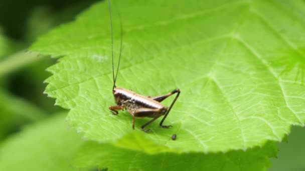 Cricket marrom com antena longa rastejando em uma licença verde. — Vídeo de Stock