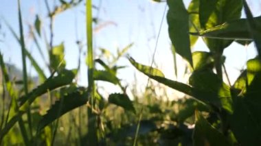 Çayırlarda ve uçan cırcırböceklerinin arasından yükselip günbatımını, ağır çekim