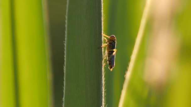 Tiny cricket walking backwards on a blade of grass, sunset, slow motion. — стоковое видео