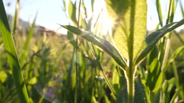 Dolly empujar a través de la hierba alta en la naturaleza revelando la hermosa puesta de sol. — Vídeo de stock