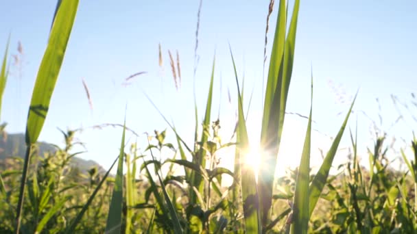 Slow motion dolly lage grond achter grassprietje, zonsondergang fakkels. — Stockvideo