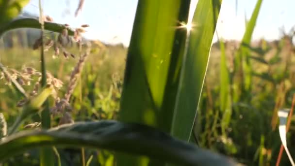 Beaucoup d'insectes sautent et volent dans une prairie luxuriante, au coucher du soleil — Video