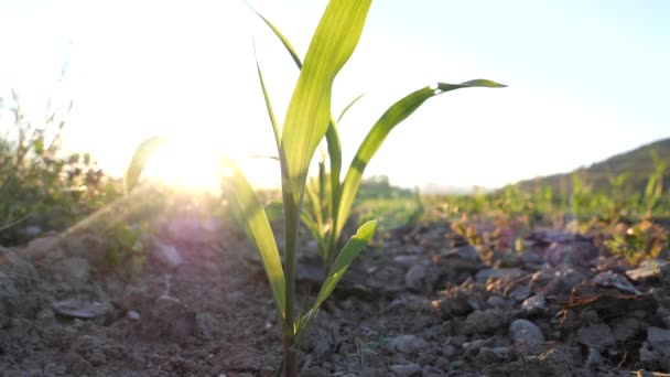 Fiatal takarmány kukorica egy mezőgazdasági területen a naplemente, statikus, alacsony szögben — Stock videók
