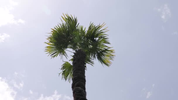 여름 바람에 흔들어 야자나무의 낮은 각도 구름 정적인 샷. — 비디오