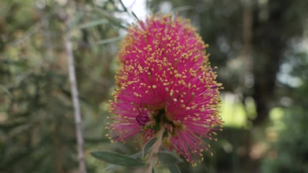 Крупный план красной melaleuca viminalis blossom, бутылочная щетка ручья — стоковое видео