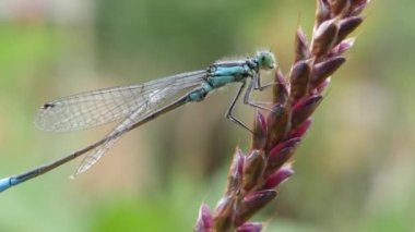 Görkemli mavi kız sineği kırmızı bir çiçekte rüzgarda sallanıyor, yakın plan video..