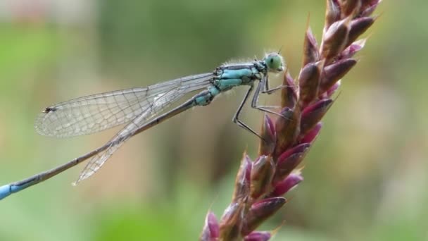 Majestic blue damselfly waving in the wind on a red flower, close-up video. — Stock video
