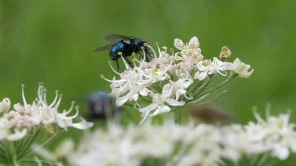 Blue green Blowfly on a white blossom flower, soft insects in foreground. — Stock video