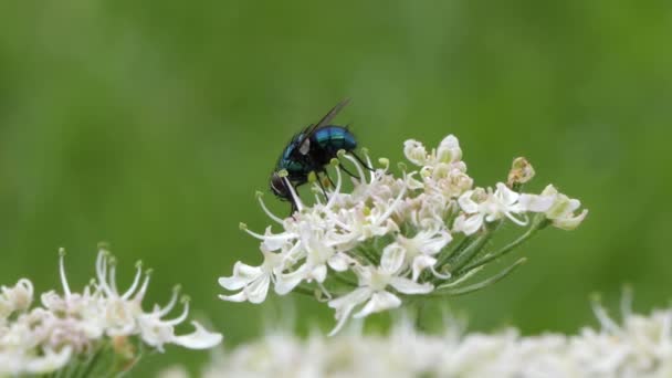 Close-up Blowfly zuigt nectar uit met de romp van een witte bloesem. — Stockvideo