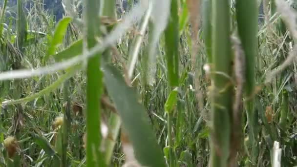 Slowmotion dolly shot of a destroyed corn field by hail due to global warming. — Wideo stockowe