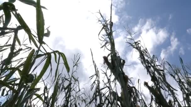 옥수수 파괴, 바람에 흔들 거리는 옥수수, 자연 재해, 낮은 각도 — 비디오