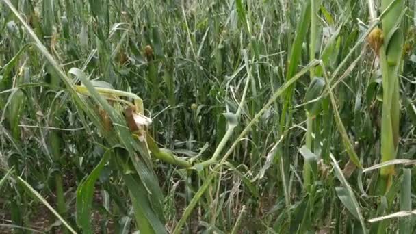 Campo de maíz fue destruido por una tormenta de granizo, mal tiempo debido al cambio climático — Vídeos de Stock