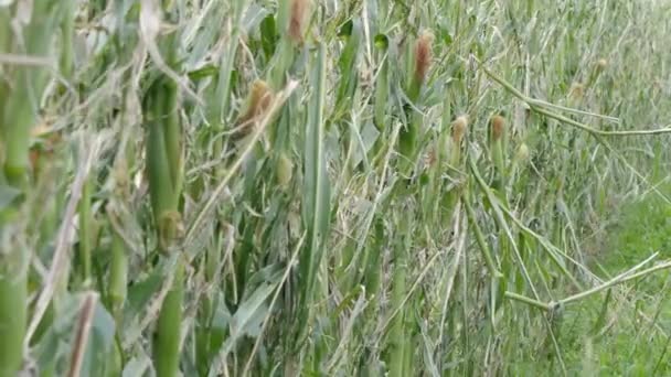 Plantas de maíz destruidas de cerca ondeando en el viento, cámara lenta. — Vídeo de stock