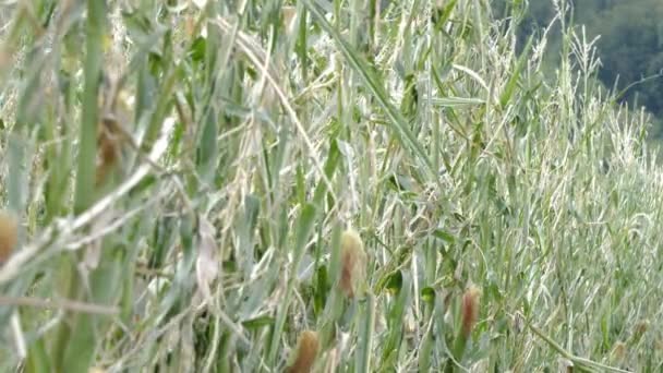 Поврежденное кукурузное поле, развевающееся на ветру, глобальное потепление, град — стоковое видео
