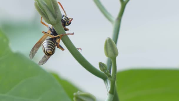 Eşek arısı, kapalı bir çiçeğin nektarını yavaş yavaş içmeye çalışıyor.. — Stok video