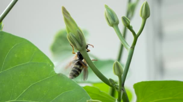 Timelapse avispa rápida y peligrosa moviéndose alrededor de una planta verde — Vídeos de Stock